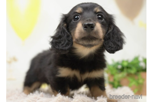 成約済の千葉県のカニンヘンダックスフンド(ロングヘアード)-219961の4枚目